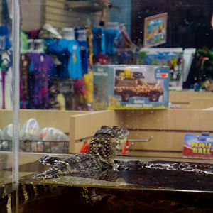 alligator shopping