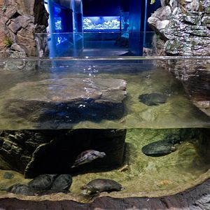 open top turtle exhibit