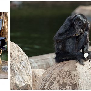 spider monkey (A. fusciceps)