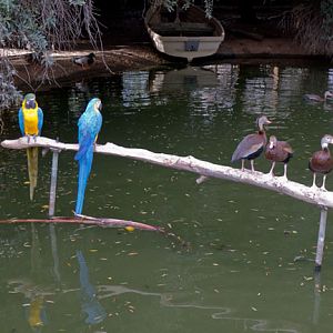 macaws over water
