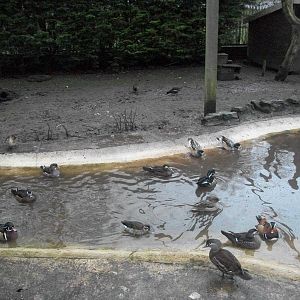 Sewerby Zoo, final photos of the year 31st December 2012