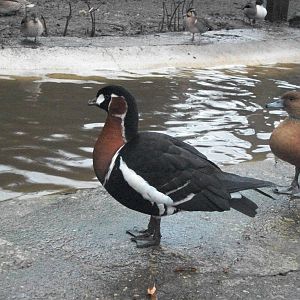 Sewerby Zoo, final photos of the year 31st December 2012