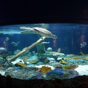 sea turtle tank
