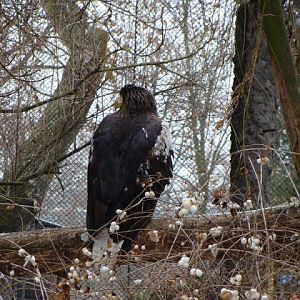 Haliaeetus albicilla
