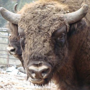 Bison bonasus bonasus