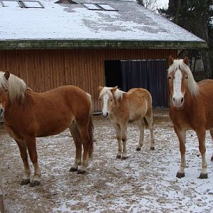 Equus caballus caballus haflinger