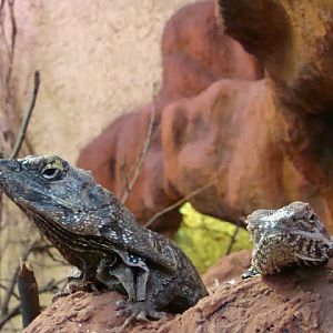 Chlamydosaurus kingii