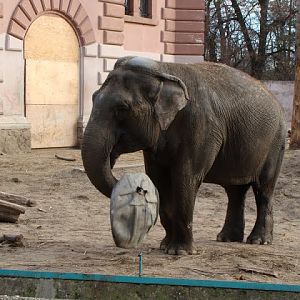 Elephas maximus