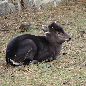 Elaphodus cephalophus