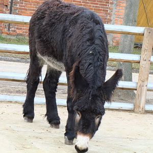 Equus asinus asinus poitou