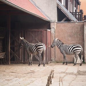 Equus quagga borensis