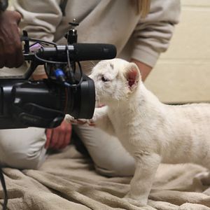 cameraman filming tiger cub
