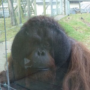 Bornean Orangutan, Gordon, 30 December 2012