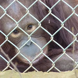 Bornean Orangutan in the Nursery, 30 December 2012
