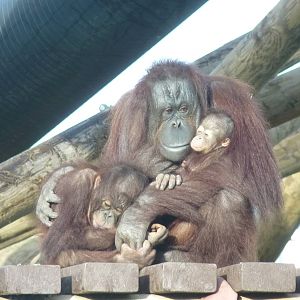 Bornean Orangutans, 30 December 2012
