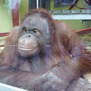 Female Bornean orangutan, Oshine. 30 December 2012