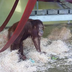 Bornean Orangutan in the Nursery, 30 December 2012
