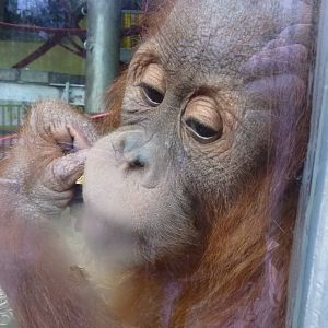 Sumatran Orangutan in the Nursery, 30 December 2012