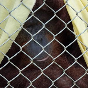 Bornean Orangutan, 30 December 2012