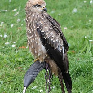 black kite