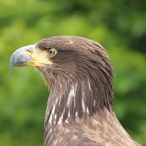 juvile bald eagle