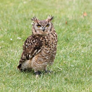 african eagle owl