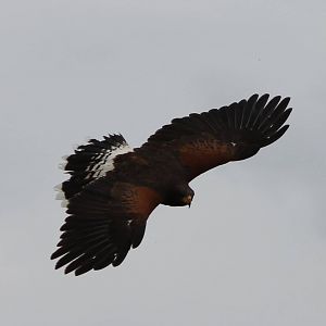 harris hawk