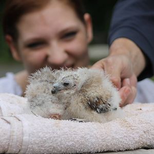 handraising owl-chicks