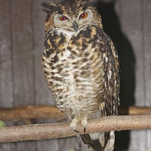 Cape Eagle Owl (Bubo capensis mackinderi)
