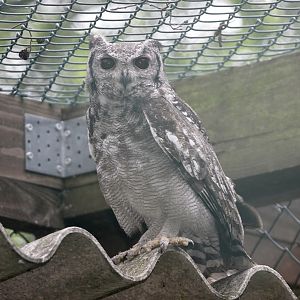Greyish Eagle Owl (Bubo cinerascens)