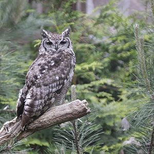 Spotted Eagle Owl (Bubo africanus)
