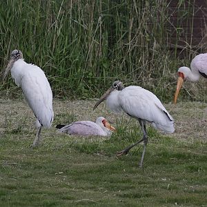 Wood Storks (Mycteria americana) - probable last two birds in Europe