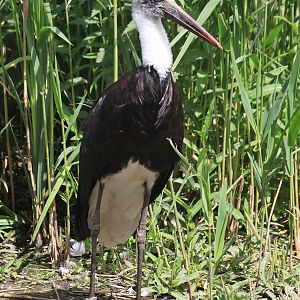 Wooly-necked Stork (Ciconia episcopus microscelis) - african subspecies