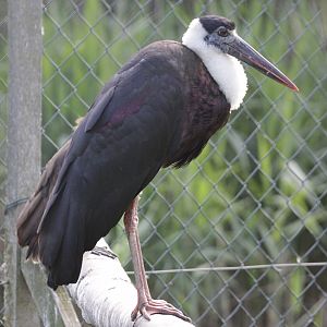 Wooly-necked Stork (Ciconia episcopus episcopus) - asian subspecies