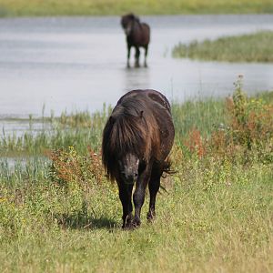 'wild' horses