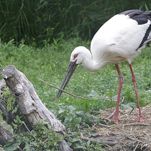 Oriental White Stork (Ciconia boyciana)