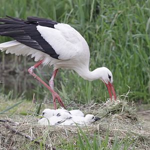 White Stork (Ciconia ciconia)