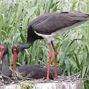 Black Storks (Ciconia nigra) on a nest.
