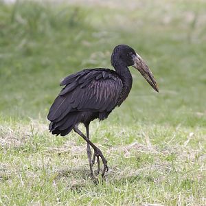 African Open-bill Stork (Anastomus lamelligerus)