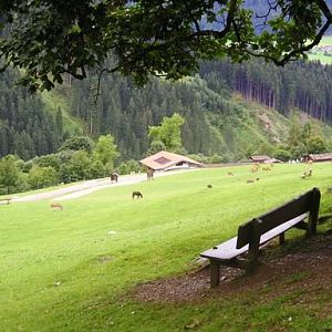 Wildpark Tirol in Aurach walkthrough enclosure 2004