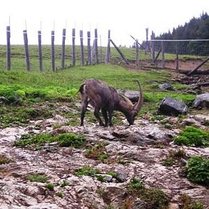 Wildpark Tirol in Aurach Alpine Ibex 2004