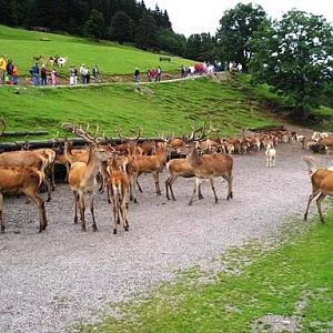 Wildpark Tirol in Aurach Feeding time 2004