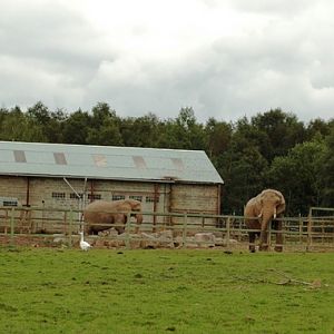 Monde Sauvage in Deigne - Aywaille (B) Elefanthouse and enclosure 2007