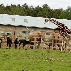 Monde Sauvage in Deigne - Aywaille (B) 2007