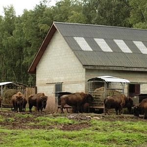 Monde Sauvage in Deigne - Aywaille (B) Bison 2007