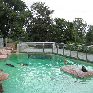 South American Fur Seal Pool