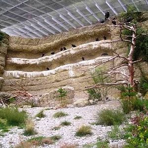 Alpenzoo Innsbrück (AT) Bald ibis 2004