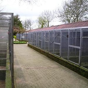 Avifauna in Alpen a/d Rijn (NL) Parrots around 2006
