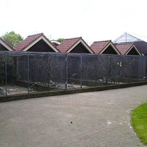 Avifauna in Alpen a/d Rijn (NL) Parakeets around 2006