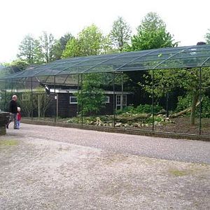 Avifauna in Alpen a/d Rijn (NL) Stellerseagles around 2006